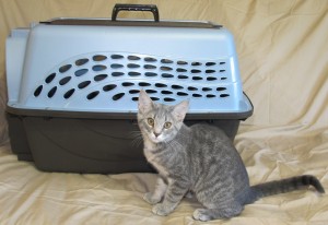 Petmate Carrier